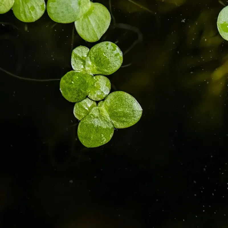 Vielwurzelige Teichlinse - Spirodela polyrhiza